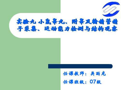 实验一  小鼠睾丸、附睾及输精管精子采集、运动能力检测与结构观察