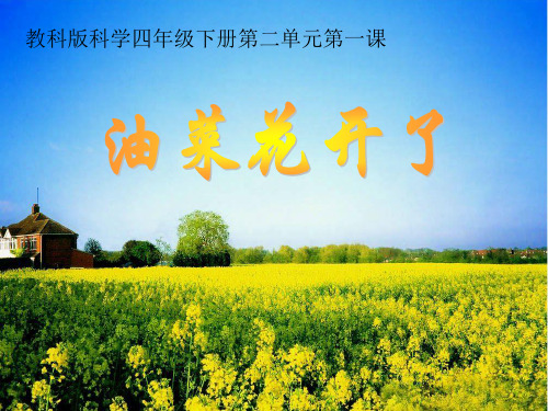 《油菜花开了》PPT教科版小学科学4