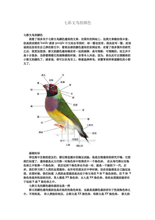 七彩文鸟的颜色