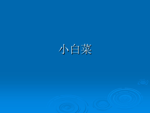 小白菜