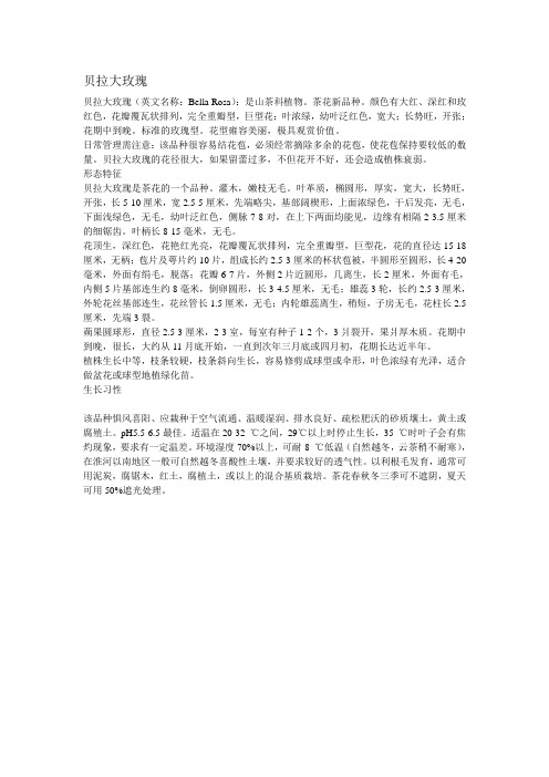 贝拉大玫瑰简介