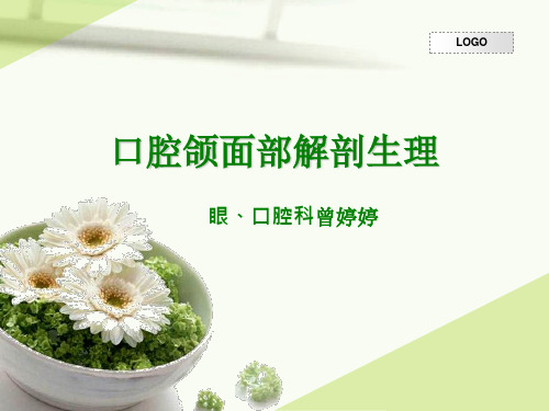 口腔颌面部解剖生理