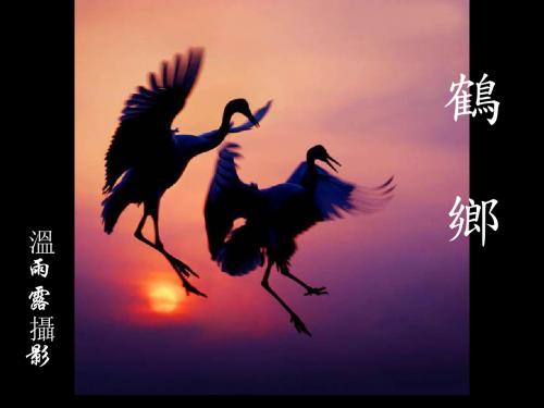 鹤乡_温雨露摄影