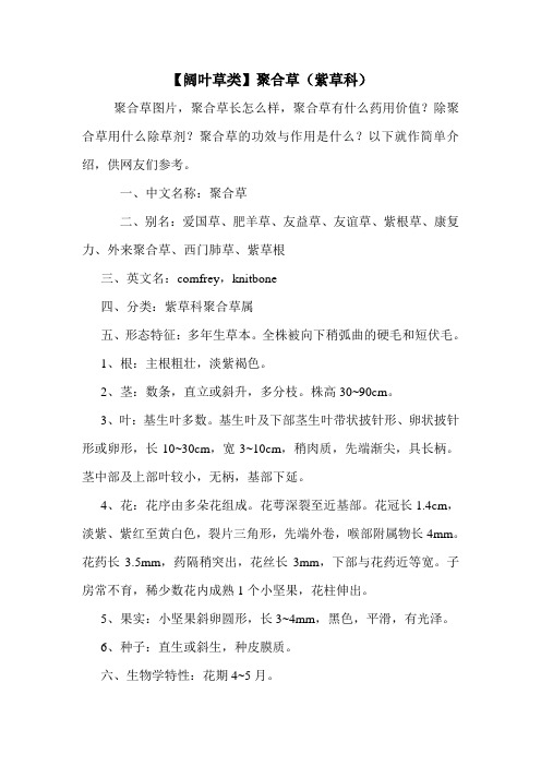 【阔叶草类】聚合草(紫草科)