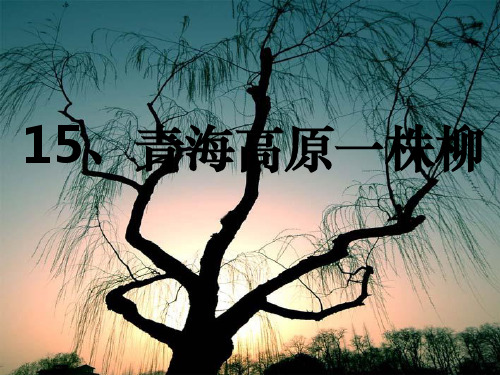 《青海高原一株柳》课件