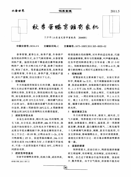 秋季蛋鸭育雏有良机
