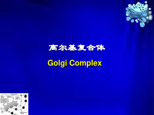 医学细胞生物学  第六章 3节-2 高尔基复合体