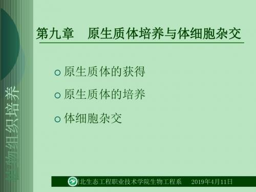 第九章原生质体培养与体细胞杂交