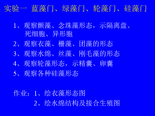 蓝藻门