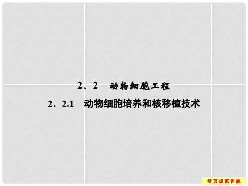 高中生物 221动物细胞培养和核移植技术配套课件 新人教版选修3