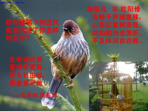 高中语文《鸟啼》课件 苏教版必修2 (2)