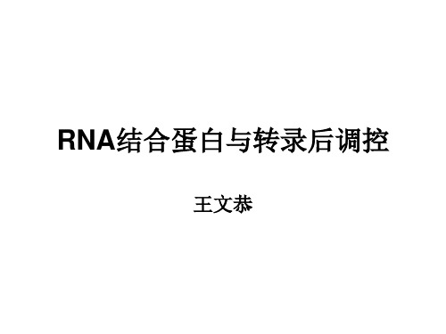 RNA结合蛋白与转录后调控