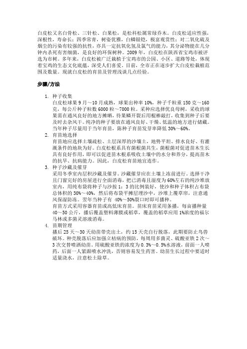 白皮松又名白骨松