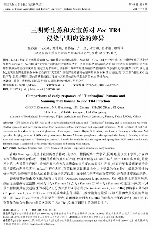 三明野生蕉和天宝蕉对Foe TR4侵染早期应答的差异