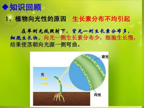 高中生物《第三章 第二节 生长素的生理作用》课件4 新人教版必修3
