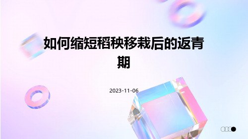 如何缩短稻秧移栽后的返青期