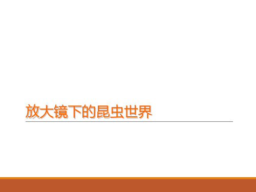 六年级下册科学课件-1.2 放大镜下的昆虫世界｜教科版 (共23张PPT)