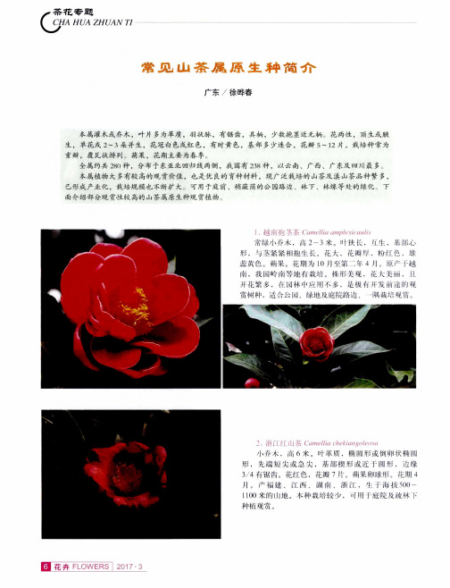 常见山茶属原生种简介