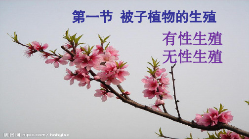 植物的有性生殖