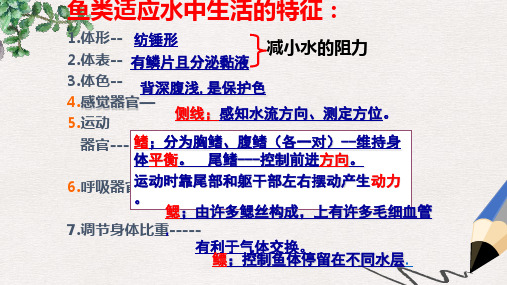 江苏省铜山区七年级生物下册 第10章 水中的生物 软体动物 河蚌课件 (新版)苏科版