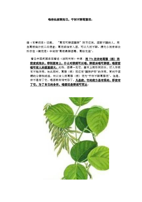 葛花可解酒