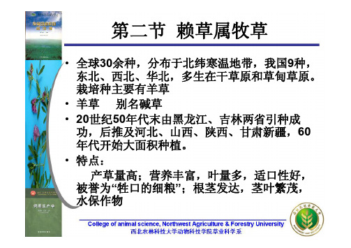 第十章第二节 赖草属 冰草属