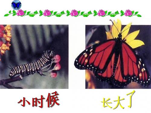 八年级生物：第二节_昆虫的生殖和发育课件人教版