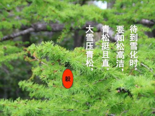 《青松》PPT课件4