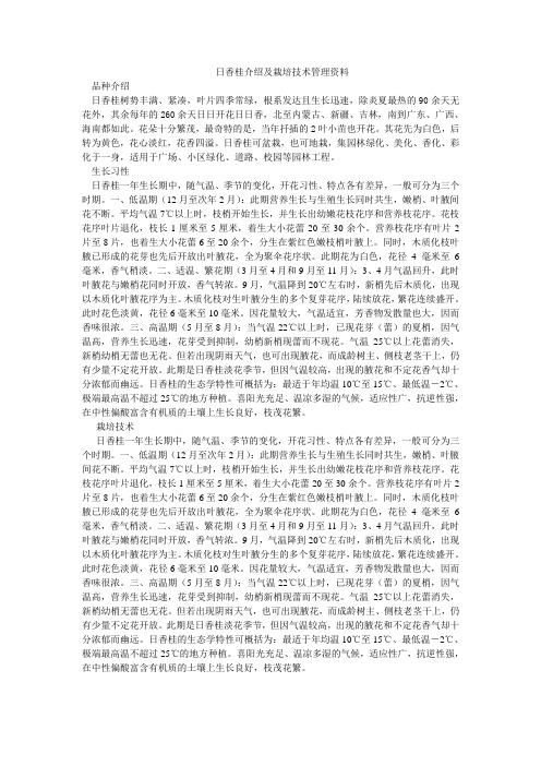 日香桂介绍及栽培技术管理资料