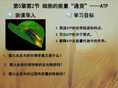 高中生物必修1 第5章第2节细胞的能量“通货”ATP 课件