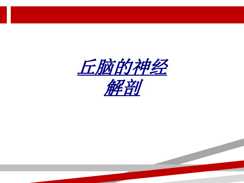 丘脑的神经解剖-讲义