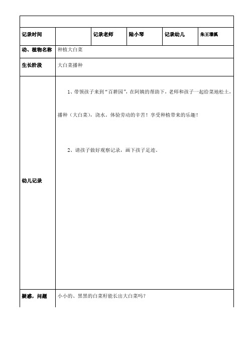 白菜观察记录