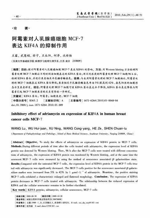 阿霉素对人乳腺癌细胞MCF-7表达KIF4A的抑制作用