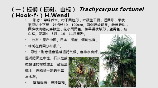 被子植物棕榈类.pptx