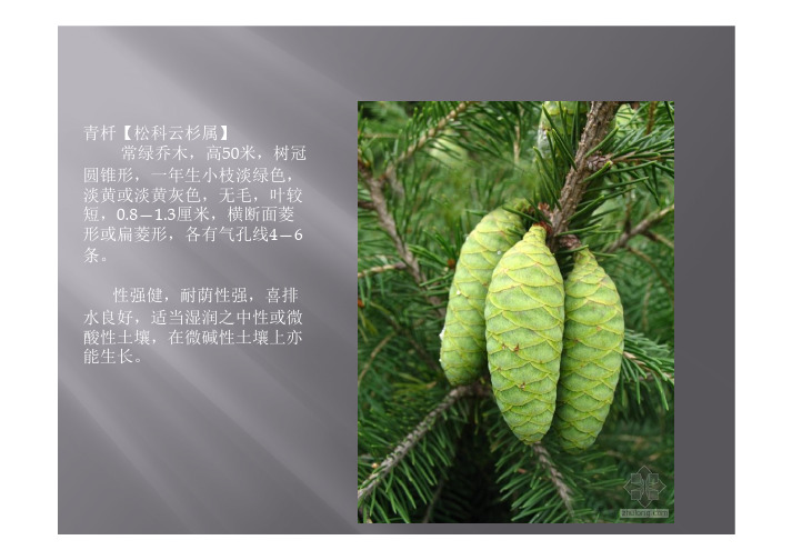 天津常用植物木本02