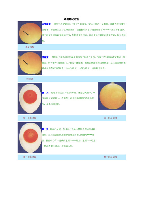 鸡的孵化过程