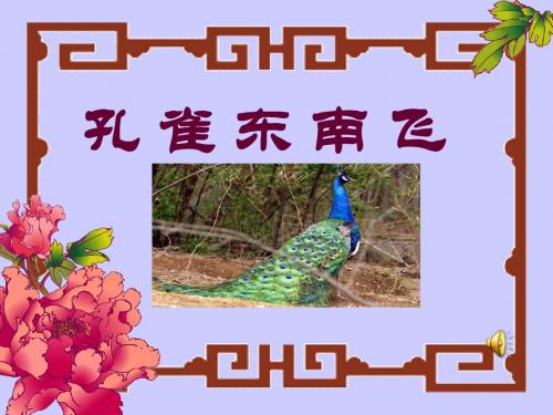 孔雀新课件