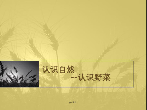 图鉴--认识自然--常见野菜ppt课件