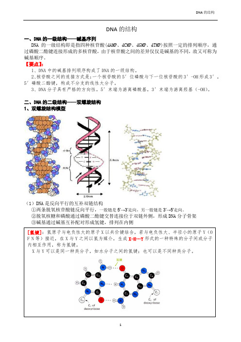 DNA的结构