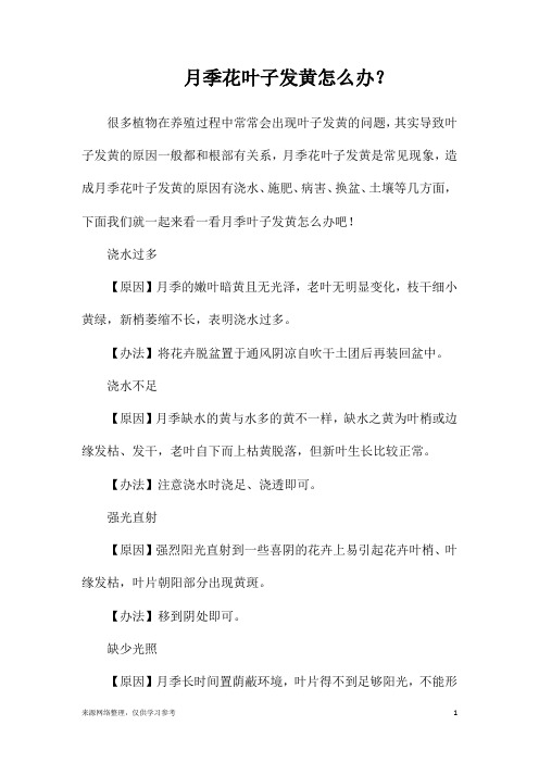 月季花叶子发黄怎么办？