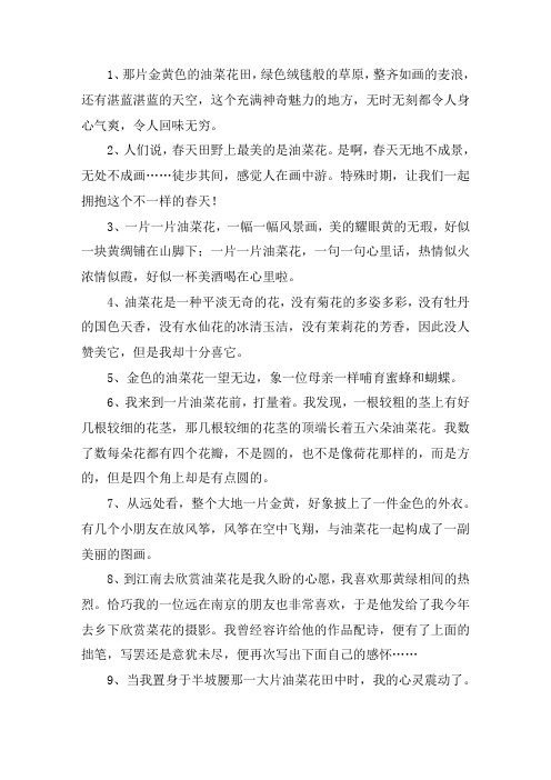 关于油菜花开的唯美句子大全