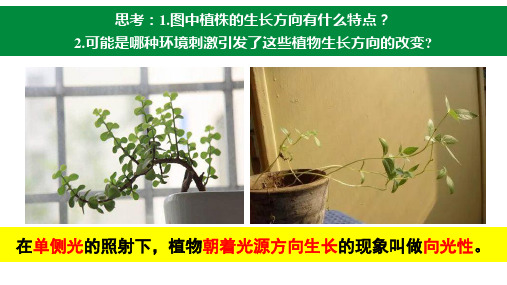 3.1 植物生长素的发现