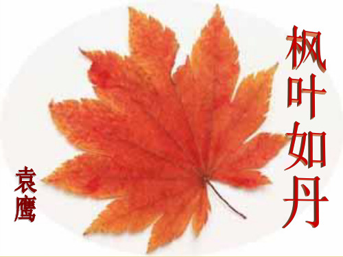 语文五年级上北师大版《枫叶如丹》课件(16张)