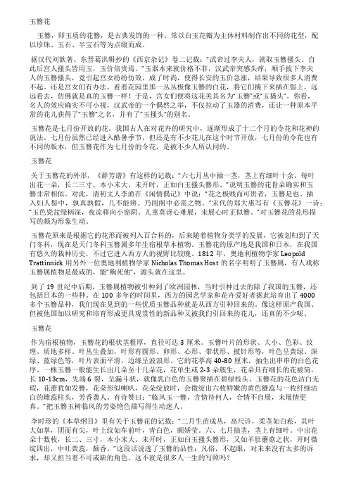 江南第一花——玉簪