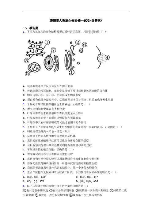 洛阳市人教版生物必修一试卷(含答案)