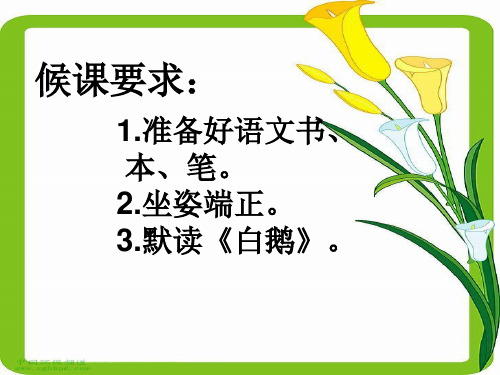 13.白鹅 第二课时