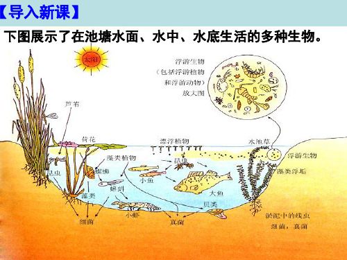 人教版高中生物必修3第四章群落的结构(课件24张(共24张PPT)