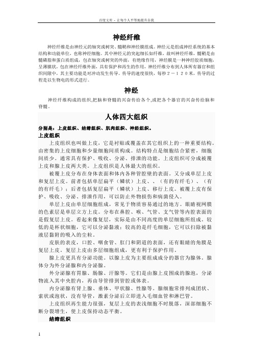 什么是神经纤维