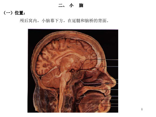 人体解剖学——小脑间脑