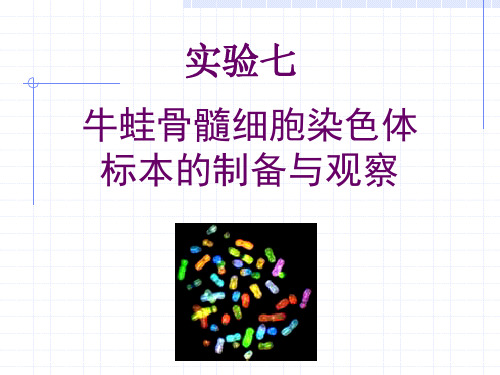 实验七 牛蛙骨髓染色体标本的制备与观察